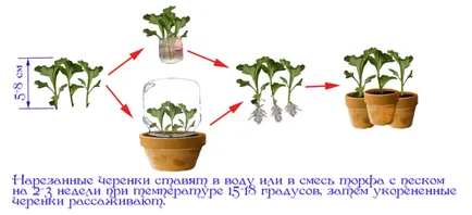 De ce nu acasă Chrysanthemum flori (acasă) De ce nu sunt acasă Chrysanthemum flori
