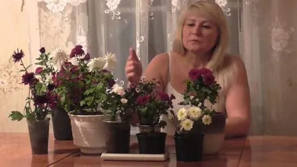 De ce nu e acasă Chrysanthemum flori (flori) De ce nu sunt acasă Chrysanthemum flori