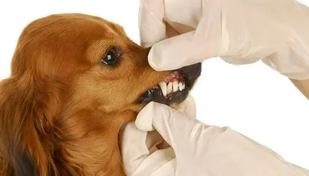 De ce catelus mănâncă fecale motive principale (puppy) De ce catelus mănâncă fecale motive principale