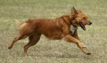 De ce câine sughiț cauze posibile și ce să facă (posibil) De ce câine sughiț posibile cauze și ce să facă