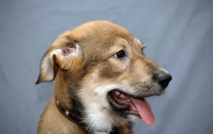 De ce sughiț puppy