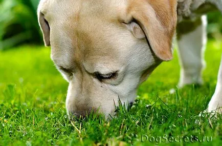 De ce un câine mănâncă iarbă, râgâieli (câinele mănâncă iarbă) De ce un câine mănâncă iarbă, râgâieli