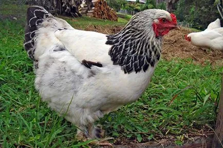 De ce puii nu acoperi posibilele cauze ale acestor fapte particulare, interesante (interesante) De ce puii nu acoperi posibilele cauze ale acestor fapte particulare, interesante