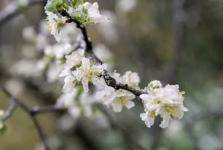 De ce nu este rodul unei pere cum să dau seama de cauza (fructe) De ce nu este rodul unei pere cum să dau seama de cauza