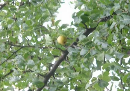 De ce nu este rodul unei pere cum să dau seama de cauza (pere) De ce nu este rodul unei pere cum să dau seama de cauza