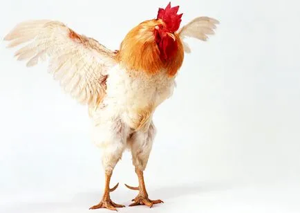 De ce puii nu acoperi de ce pui nu poate acoperi