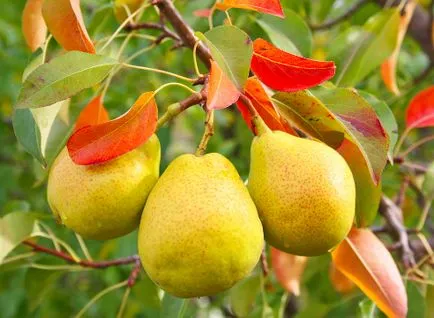 De ce nu floare de pere