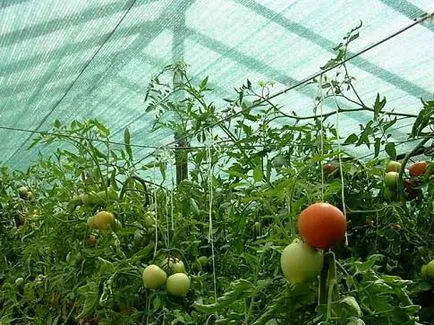De ce frunze de roșii răsucite să învețe cauzele și să ia măsuri (răsucite) De ce frunze de roșii răsucite să învețe cauzele și să ia măsuri