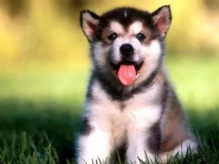 De ce sughiț puppy