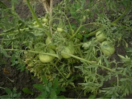 De ce turbionar frunze la tomate, care fac (fac) De ce turbionar frunze la tomate care fac
