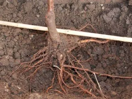 De ce nu este rodul unei pere cum să dau seama motivul (pentru a afla) De ce nu este rodul unei pere cum să dau seama de cauza