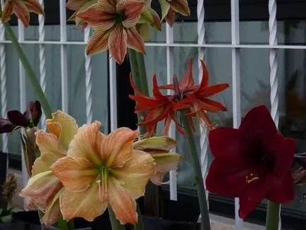De ce nu flori Hippeastrum, și cum să se ocupe de ea (de ce nu înflorit Hippeastrum Hippeastrum imagine Hippeastrum nu floare) De ce nu flori Hippeastrum, și cum să-l lupta