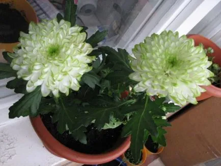 De ce nu la domiciliu flori Crizantema (Chrysanthemum) De ce nu sunt acasă Chrysanthemum flori