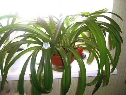 De ce nu flori Hippeastrum de acasă - ce să facă, cum să ajungi la floare, video