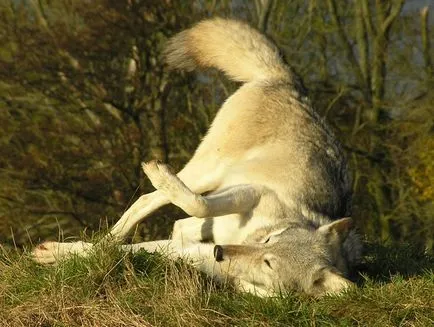 De ce câinii place să se rostogolească în toamna de ce un câine persoană (dragoste) De ce câinii place să se rostogolească în toamna de ce un câine persoană