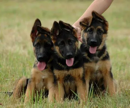 De ce sughiț puppy