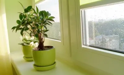 De ce se ofilesc și rândul său, frunzele roșii ale arborelui de bani (Jade) (fade) De ce se ofilesc și rândul său, frunze roșii de copac bani (Jade)