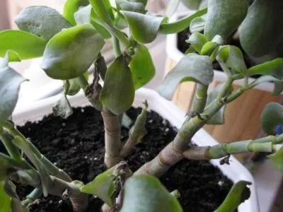 De ce se ofilesc și rândul său, frunzele roșii ale arborelui de bani (Jade) (fard de obraz) De ce se ofilesc și rândul său, frunze roșii de copac bani (Jade)