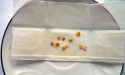 Se prepară semințe de tomate pentru plantarea răsadurilor