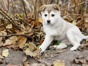 Numele potrivite pentru huskies