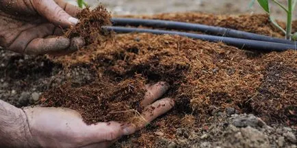 Fertilizarea în primăvară decât tufele de coacăz fertiliza pentru a produce o recoltă abundentă (primăvara fertilizante coacaze) Fertilizarea în primăvară decât tufele de coacăz fertiliza pentru a produce o recoltă abundentă