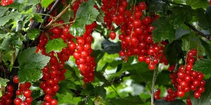 Fertilizarea în primăvară decât tufele de coacăz fertiliza pentru a produce o recoltă abundentă (fertilizante tufișuri în primăvară) Fertilizarea în primăvară decât tufele de coacăz fertiliza pentru a produce o recoltă abundentă