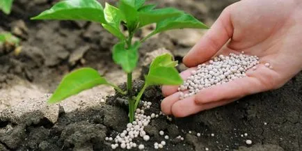 Fertilizarea în primăvară decât tufele de coacăz fertiliza pentru a produce o recoltă abundentă (fertiliza) Fertilizarea în primăvară decât tufele de coacăz fertiliza pentru a produce o recoltă abundentă