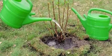 Fertilizarea în primăvară decât tufele de coacăz fertiliza pentru a produce o recoltă abundentă (coacaze) Fertilizarea în primăvară decât tufele de coacăz fertiliza pentru a produce o recoltă abundentă