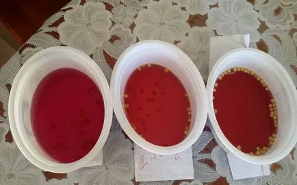 Se prepară semințe de tomate pentru semănat răsaduri privind modul de preparare semințe de tomate