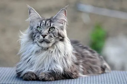 Hai să vorbim despre natura diferitelor rase de pisici