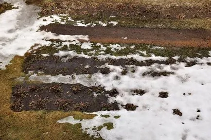 Hrănirea de primăvară căpșuni tipuri de îngrășăminte și termeni de