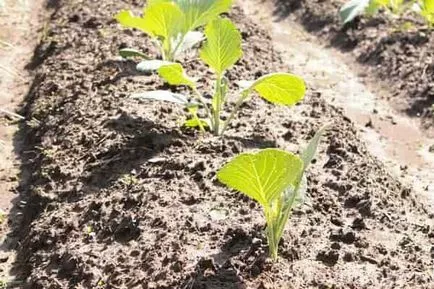 Fertilizarea varză în teren deschis și cât de mult pentru a fertiliza (cât de mult) Fertilizarea varză în teren deschis și cât de mult pentru a fertiliza