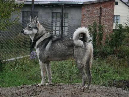 Numele potrivite pentru huskies