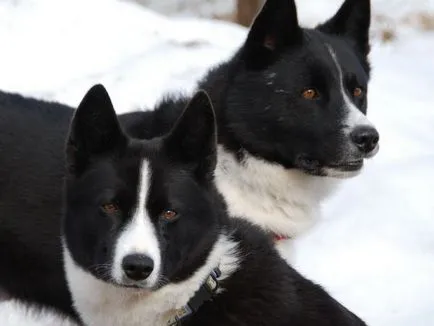 Numele potrivite pentru huskies