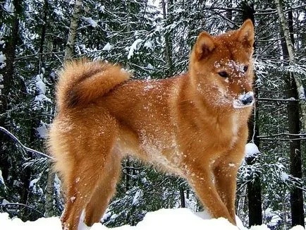 Numele potrivite pentru huskies