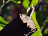 Plantarea brândușeii - când și unde să planteze branduse; Plantarea crocuses în ghivece