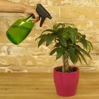plante de apartament de udare, florală-blog (houseplants de udare) Udarea plante de apartament, flori-blog