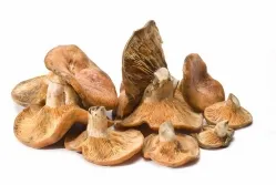Utilizarea fungilor, proprietăți utile și medicinale de ciuperci - Top10 ciuperci cele mai utile