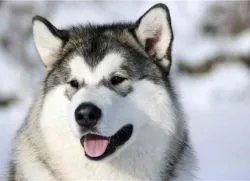 Malamut Dog Breed
