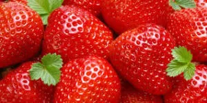 pomi fructiferi și arbuști de plantare (fructe) Plantarea pomi fructiferi și arbuști