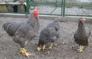 Rasa Plymouth Rock descriere pui de rasa, conținut și soiuri de culoare (roca) Rasa Plymouth Rock Descriere rasa, conținut și culoare soiuri