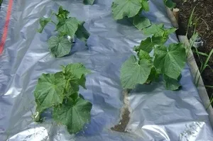 Plantarea castraveți sub film - Plante Magic