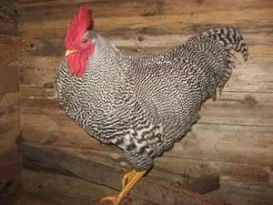 Rasa Plymouth Rock descriere pui de rasa, conținut și soiuri de culoare (roca) Rasa Plymouth Rock Descriere rasa, conținut și culoare soiuri