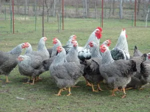 Rasa Plymouth Rock descriere pui de rasa, conținut și soiuri de culoare (roca) Rasa Plymouth Rock Descriere rasa, conținut și culoare soiuri