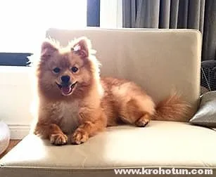 comentarii oneste Pomeranian ale proprietarilor