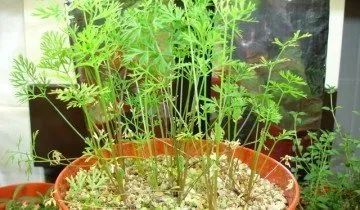 Plantarea semințelor de morcov - ghid pas cu pas pentru începător (morcov) Plantarea semințe de morcov - ghid pas cu pas pentru incepatori