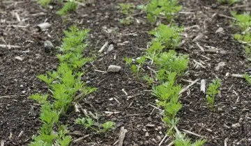 Plantarea semințelor de morcov - ghid pas cu pas pentru novice (înainte de plantare morcovi) Plantarea semințe de morcov - ghid pas cu pas pentru incepatori