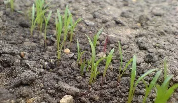 Plantarea semințelor de morcov - ghid pas cu pas pentru începător (plantare) Plantarea semințe de morcov - ghid pas cu pas pentru incepatori