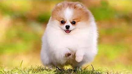 Pomerania și simptome, fotografii și video (boala) Pomerania și simptome, foto și video