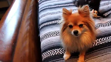 Pomerania și simptome, fotografii și video (boala) Pomerania și simptome, foto și video